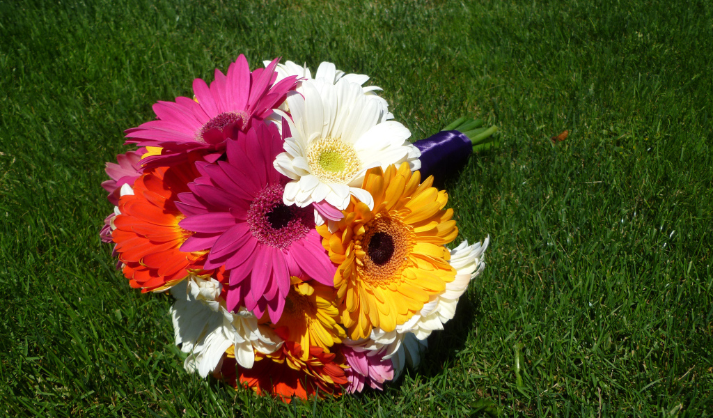 Букет разноцветных гербер лежит на зеленой траве