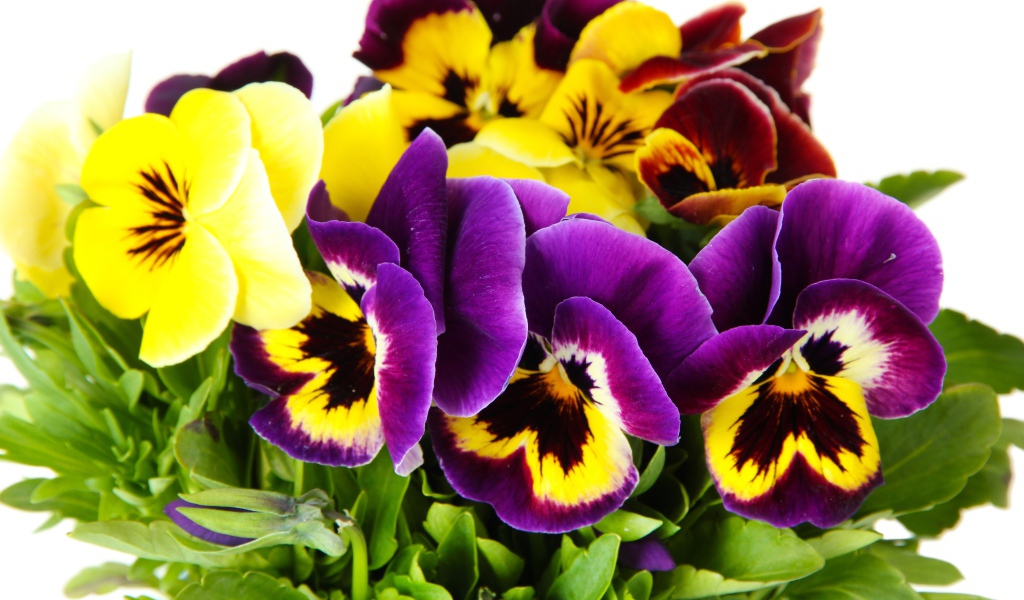 Букет цветов анютины глазки вблизи