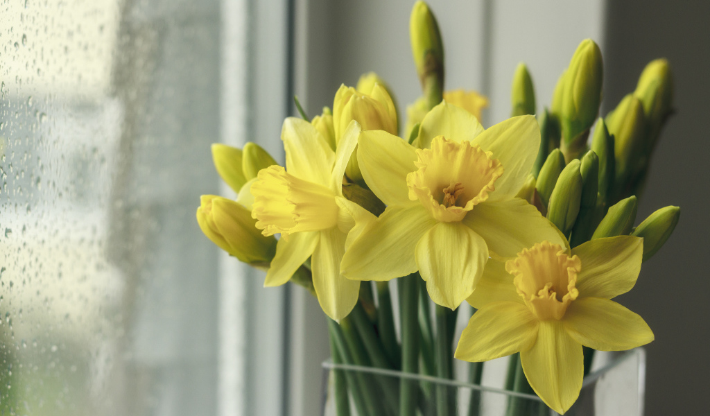 Букет желтых нарциссов в вазе у окна