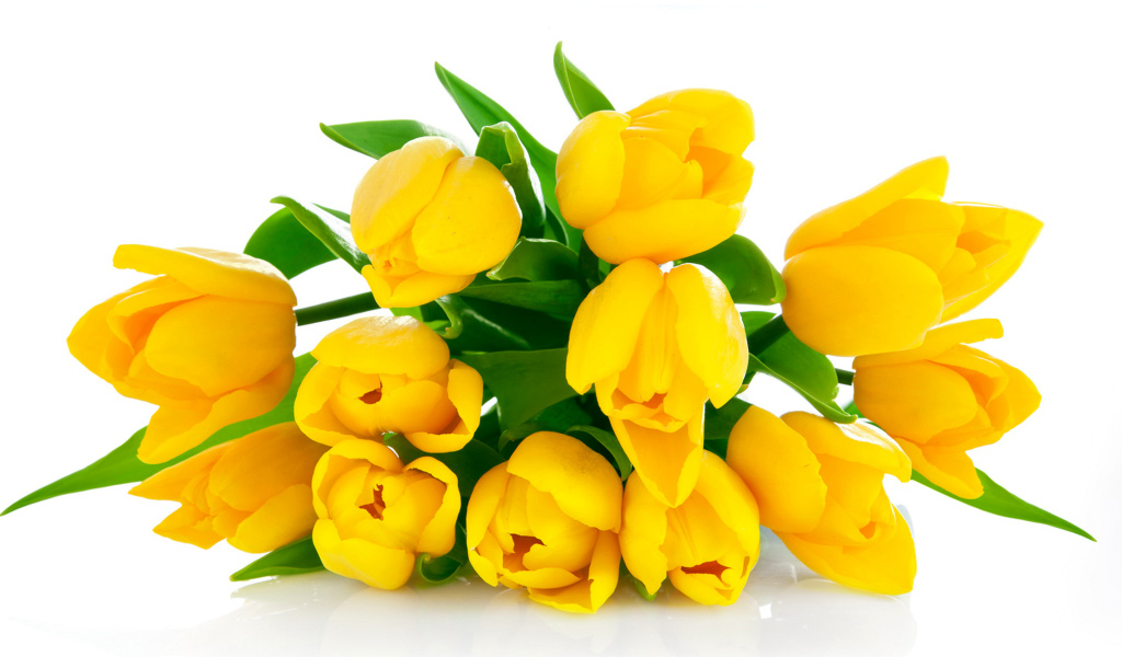Букет желтых тюльпанов на белом фоне
