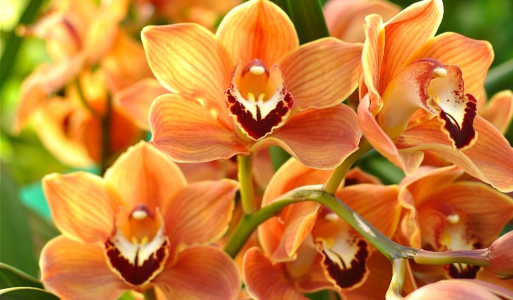 Ветка красивой экзотической оранжевой орхидеи