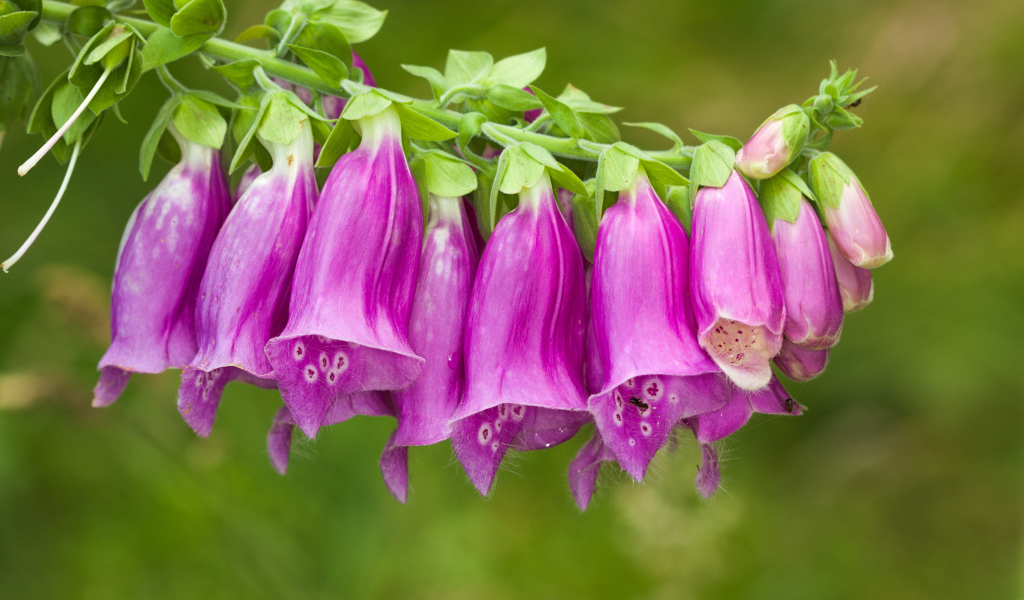 Веточка красивых фиолетовых цветов колокольчиков