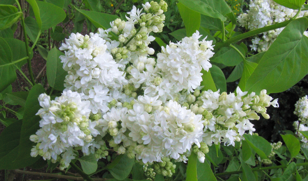 Ветка нежной сирени белого цвета