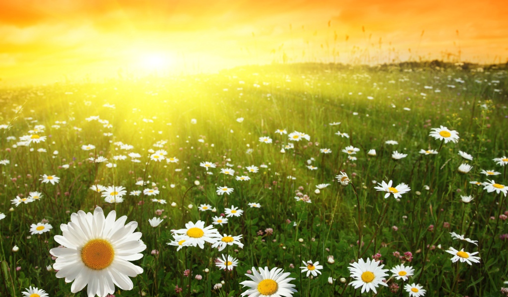 Ромашковое поле в лучах солнца на рассвете