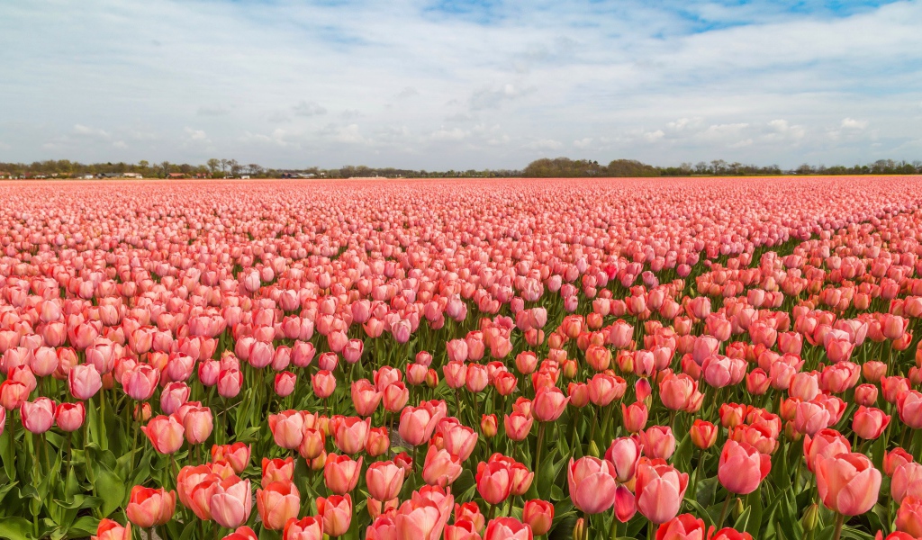 Поле красивых розовых тюльпанов под голубым небом