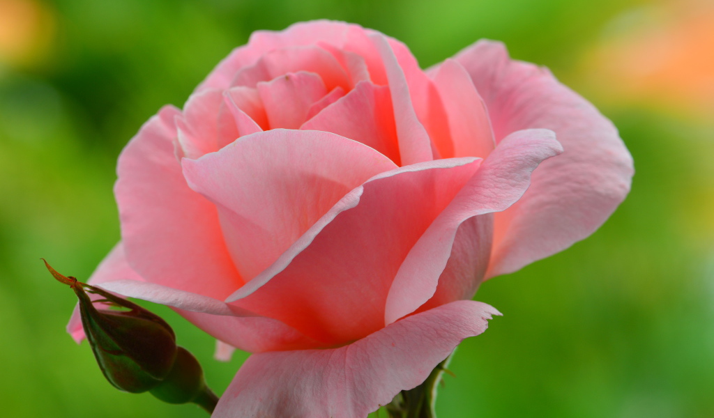 Нежная розовая роза 