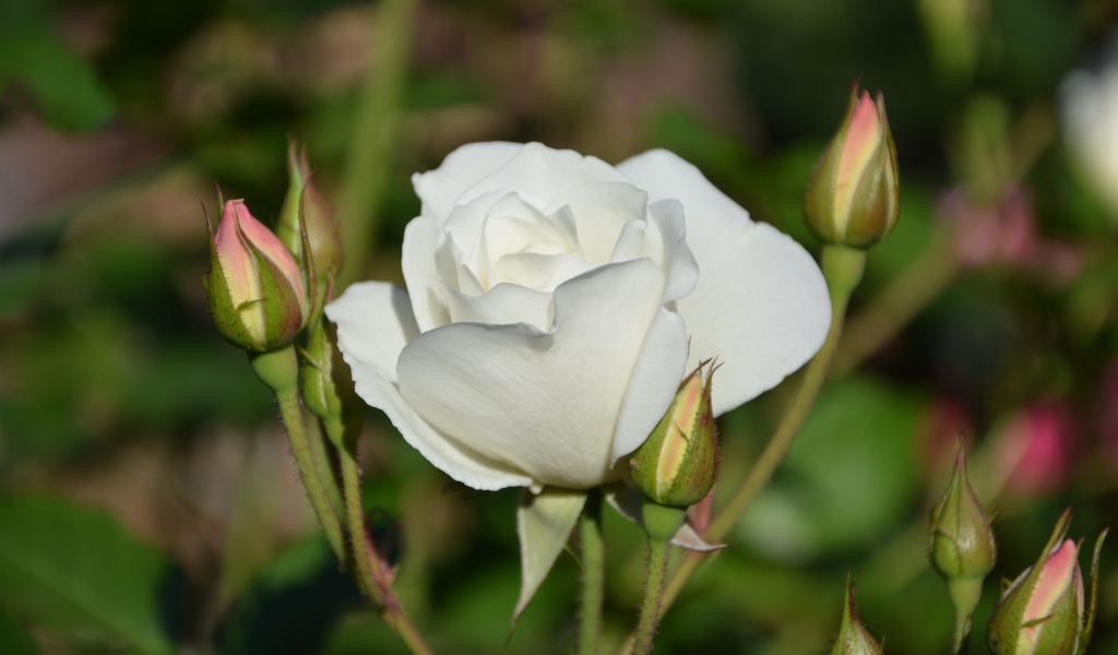 Нежная белая садовая роза 