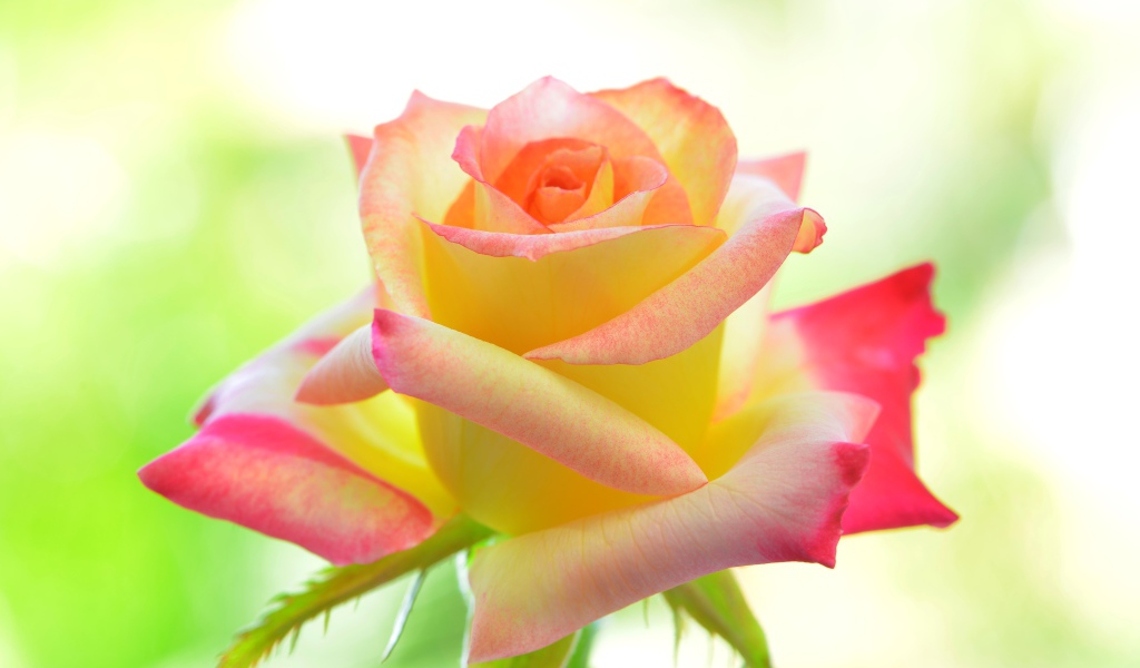 Нежная желтая роза с розовыми лепестками 