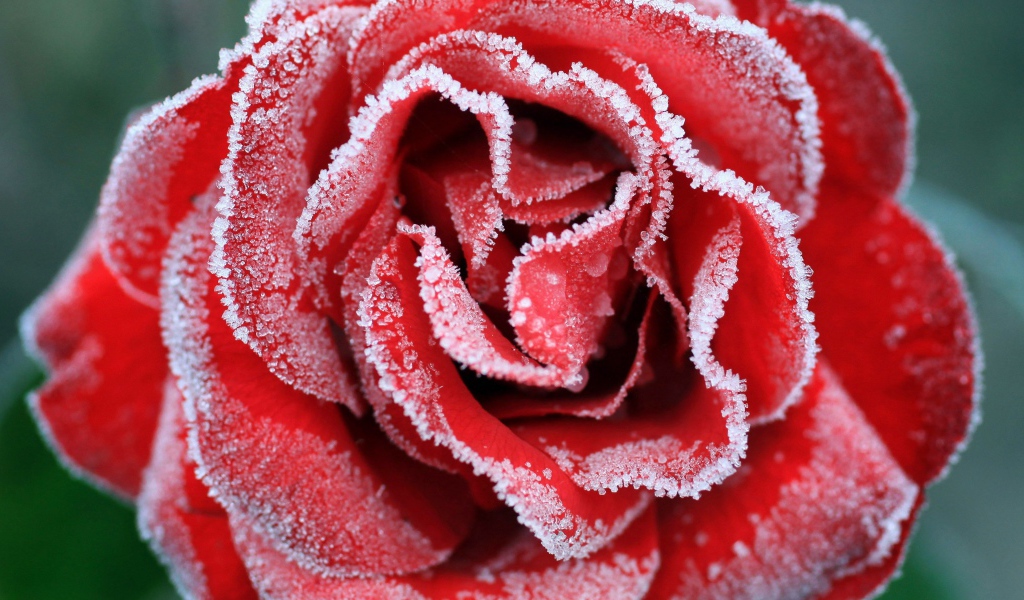 Большая красная роза покрыта инеем