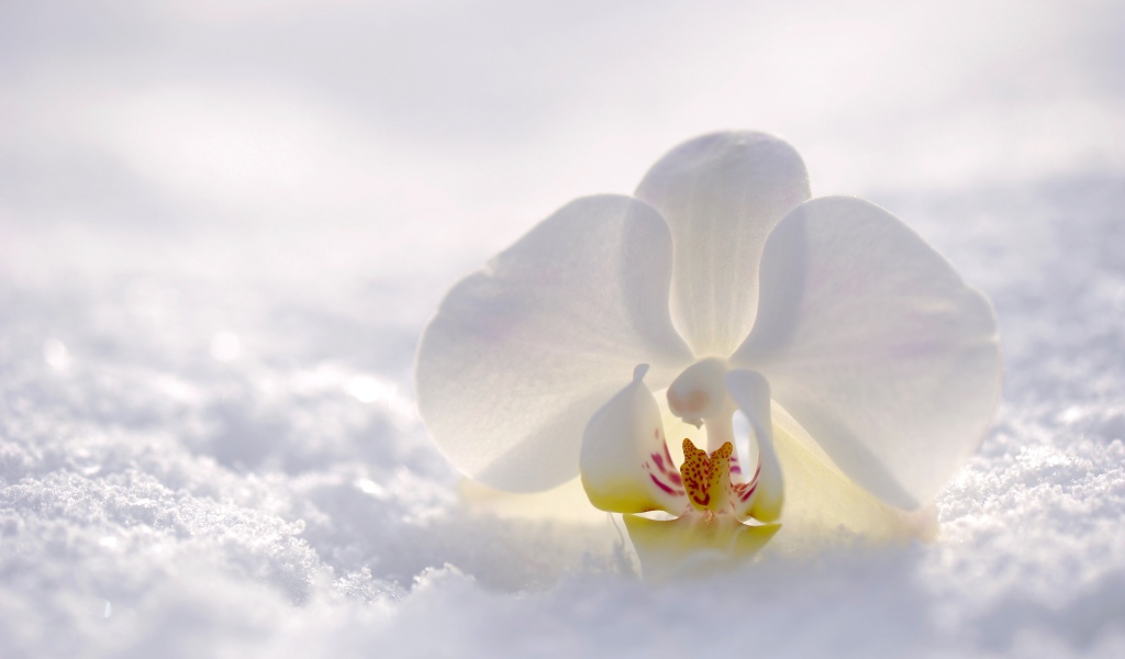Нежная белая орхидея лежит на снегу
