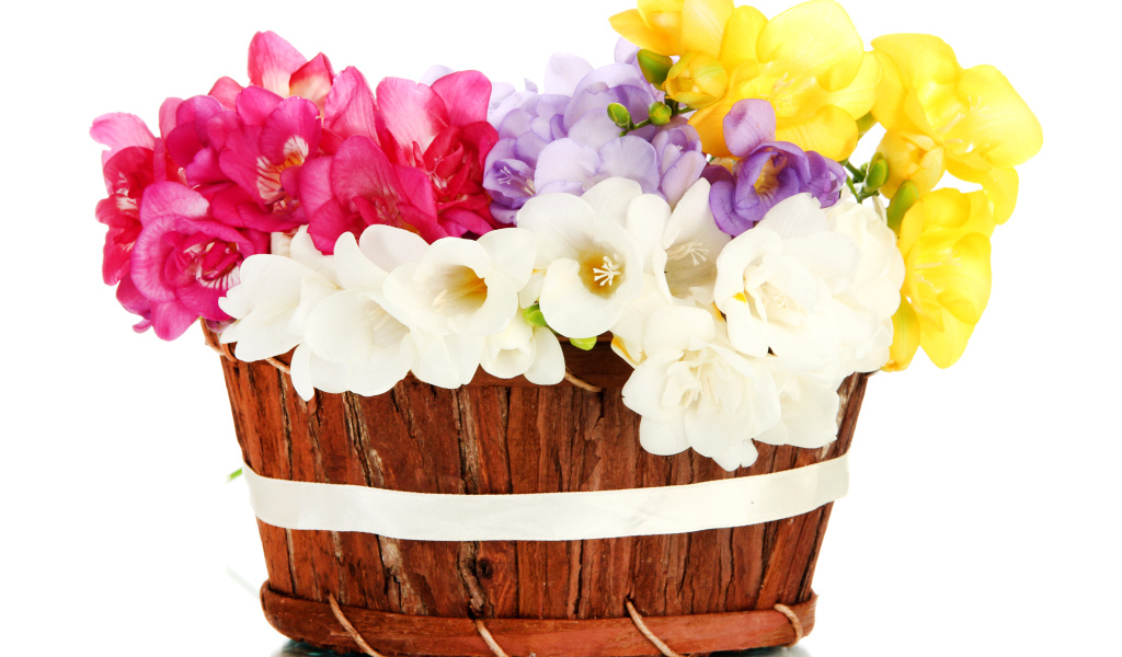 Корзина разноцветных цветов Фрезия на белом фоне