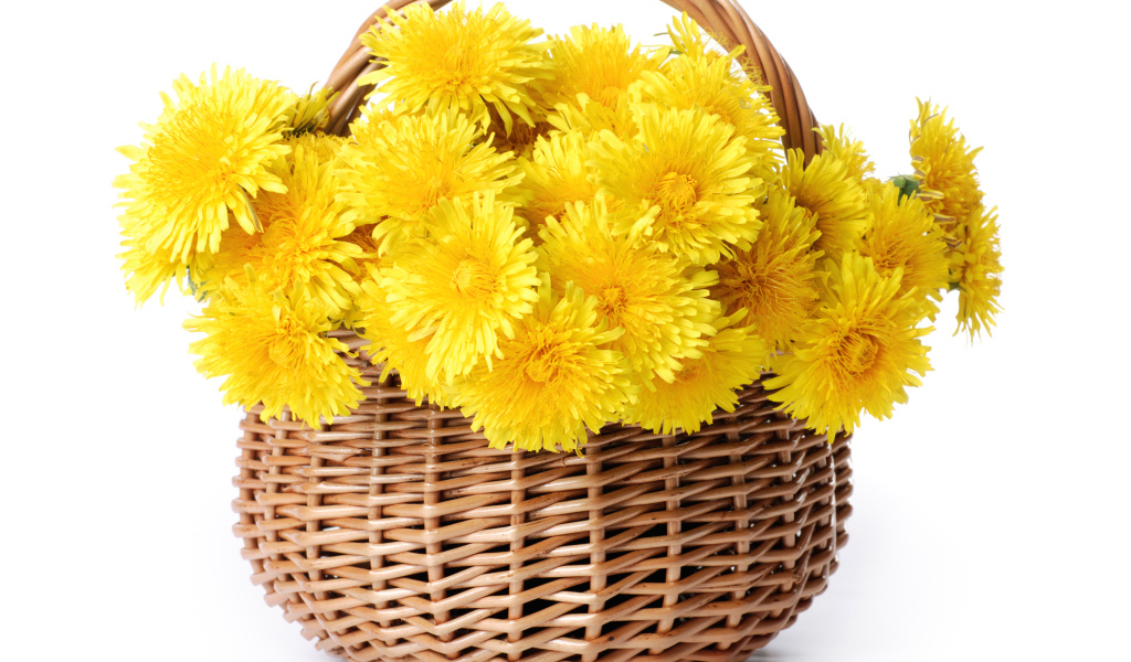 Корзина желтых одуванчиков на белом фоне