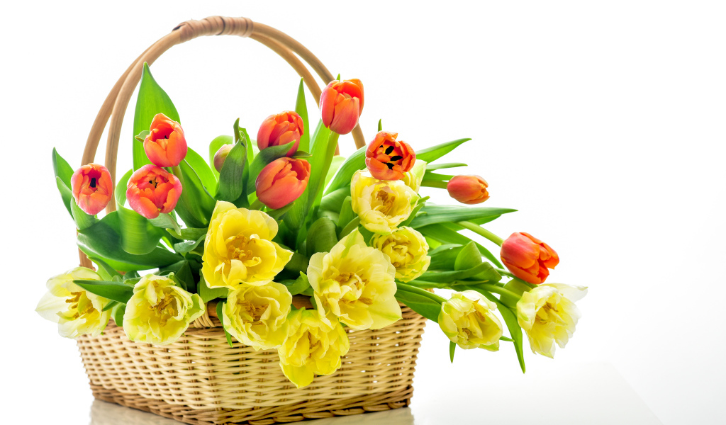 Корзина с желтыми и оранжевыми тюльпанами на белом фоне