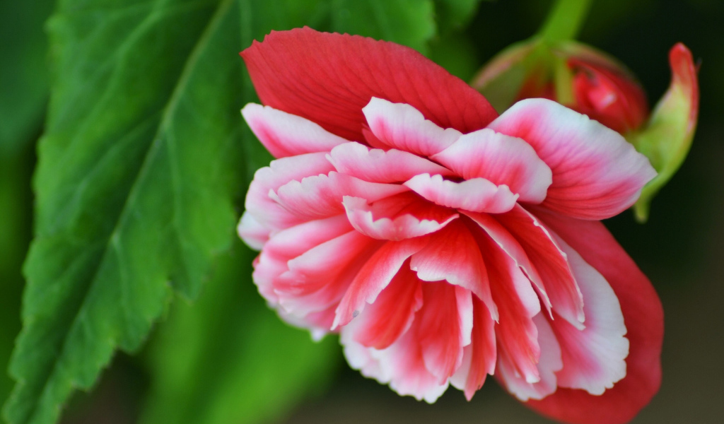 Красивый цветок бегония крупным планом