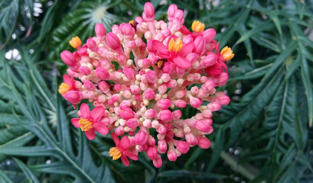 Красивый розовый цветок Ваточник 