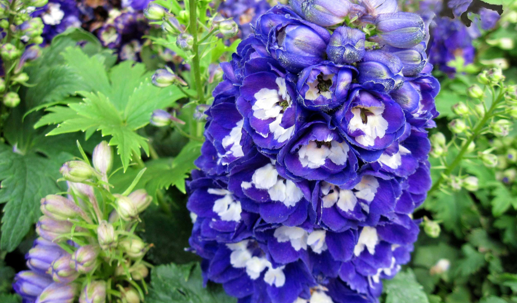 Красивый синий цветок дельфиниум крупным планом