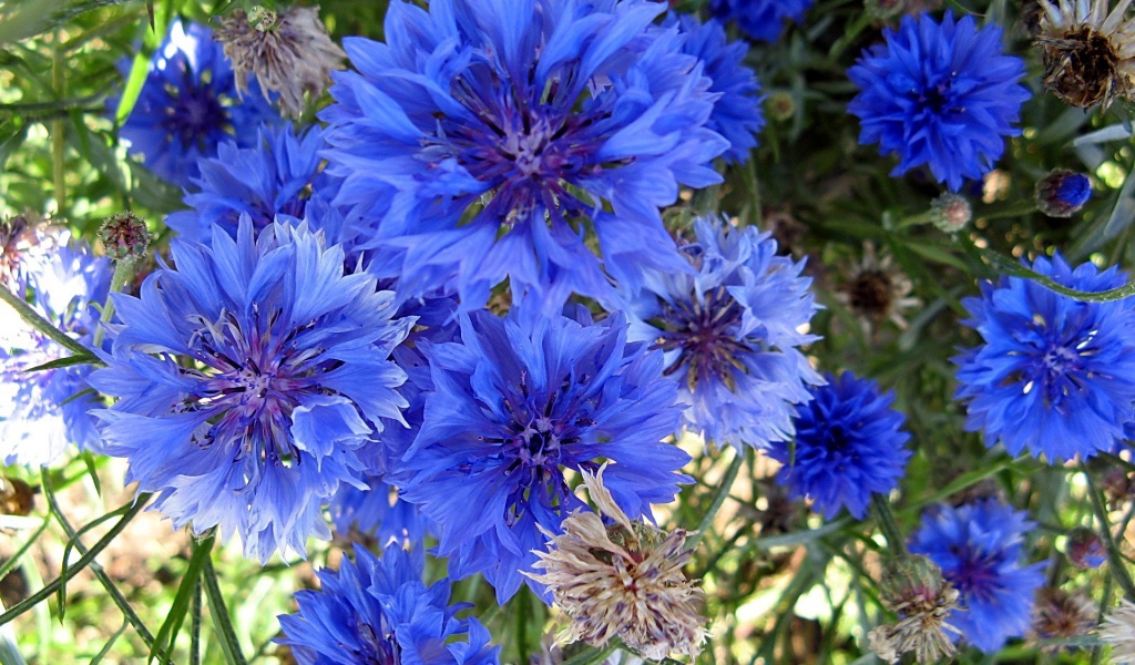 Красивые голубые цветы  васильки 