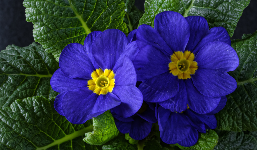 Красивые синие комнатные цветы примула