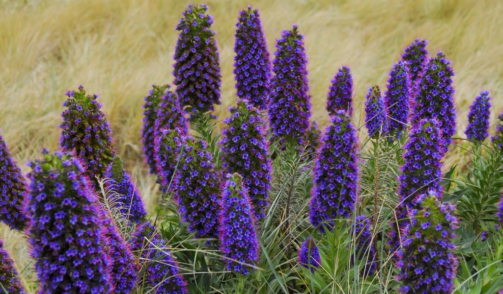 Красивые синие полевые цветы 