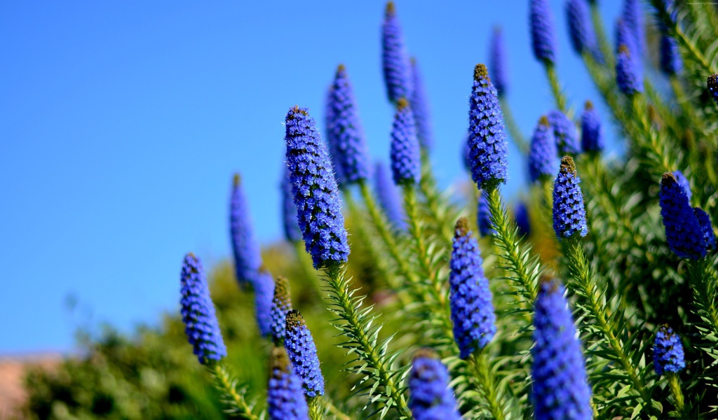 Красивые голубые полевые цветы на фоне неба 