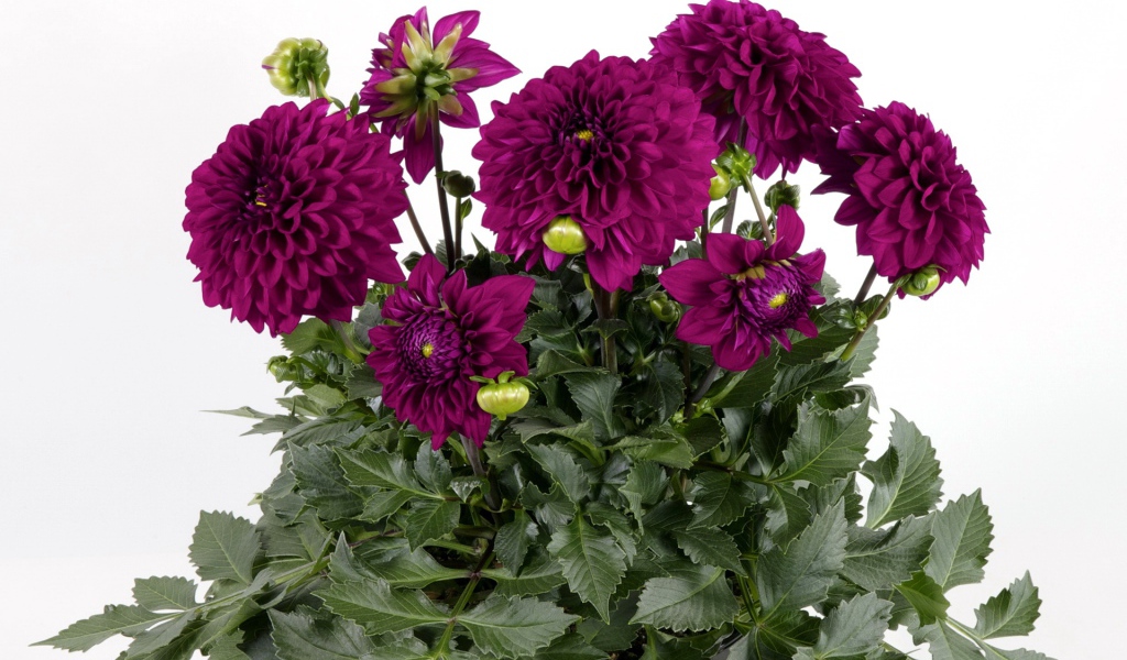 Красивый букет бордовых георгин на белом фоне