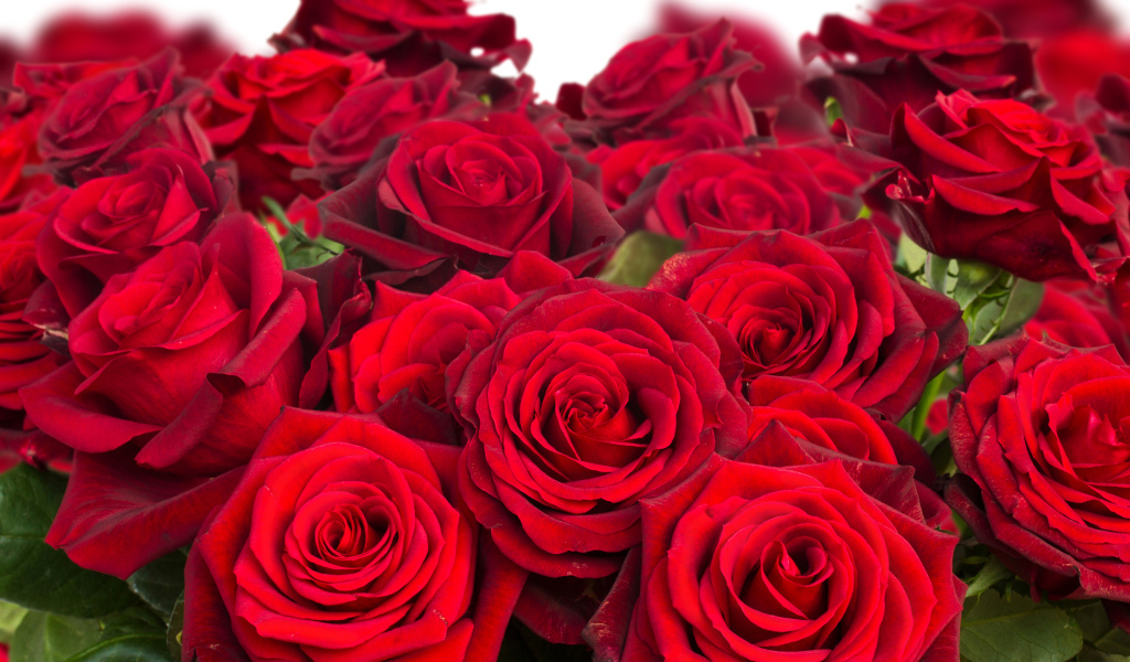 Красивый букет бордовых роз крупным планом