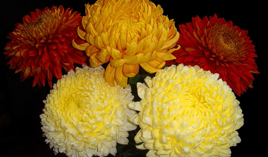 Красивый букет пышных хризантем 