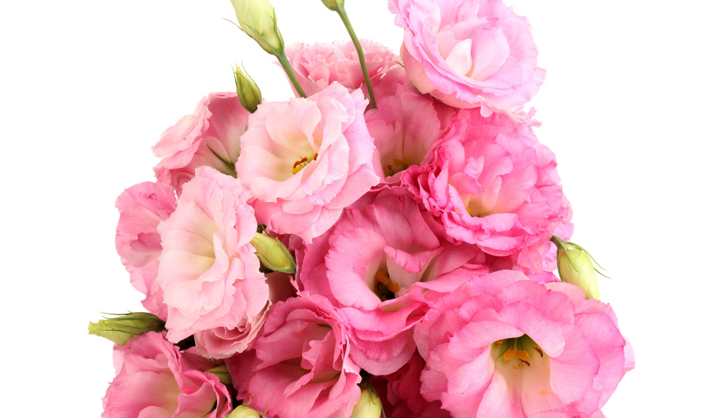 Красивый букет розовых цветов Эустома  на белом фоне