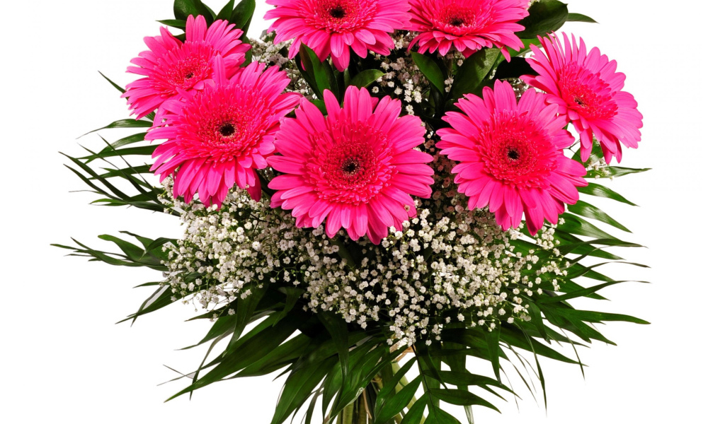 Красивый букет розовых гербер с зелеными листьями на белом фоне