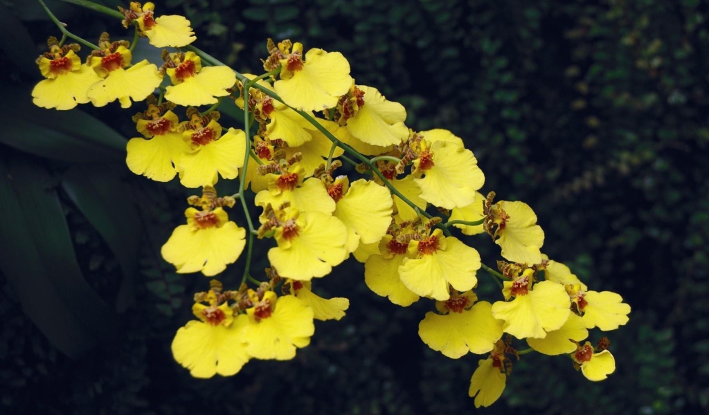 Красивая ветка желтой орхидеи