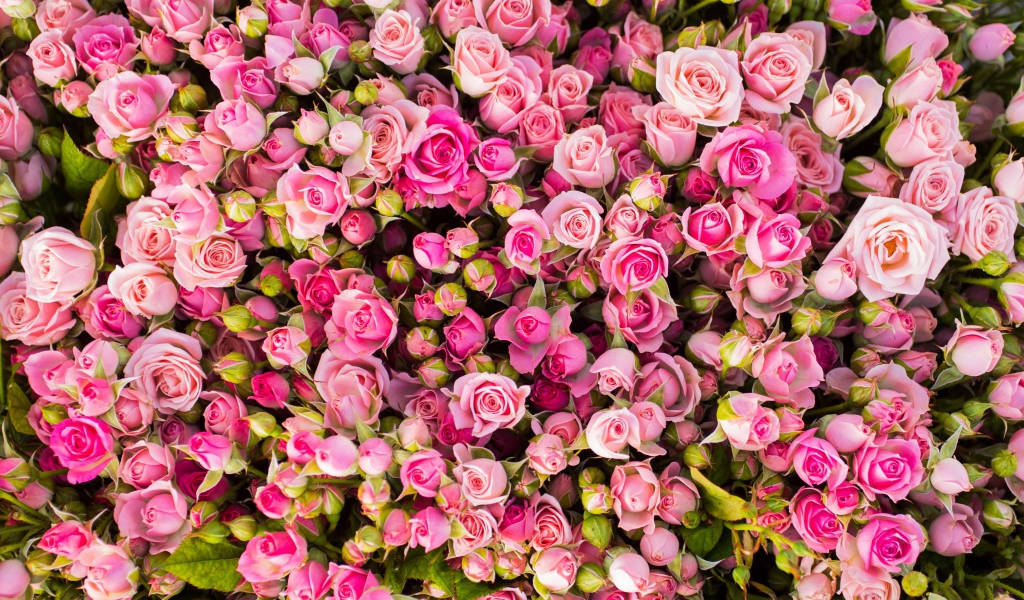 Красивые бутоны розовых роз 