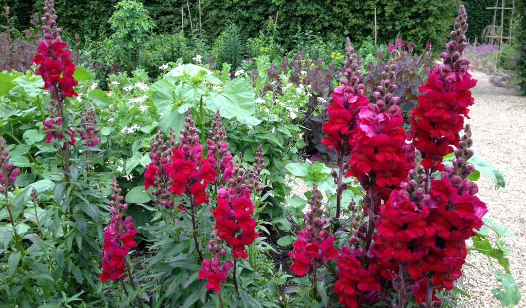 Красивые бордовые цветы львиный зев на клумбе