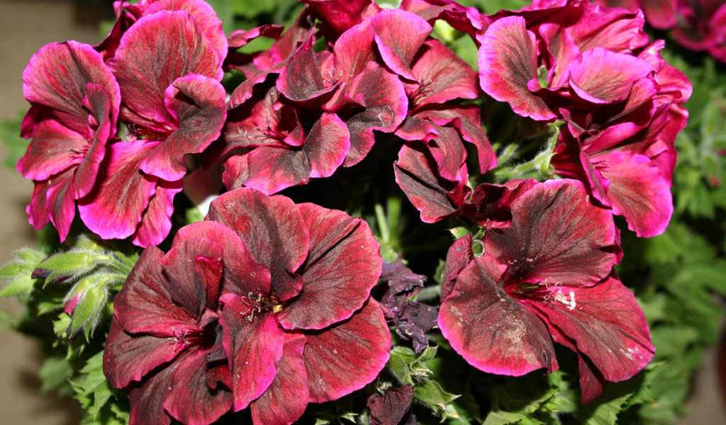 Красивые бордовые цветы герань крупным планом 