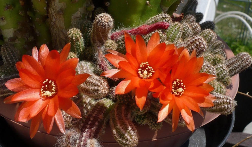 Красивый цветущий красными цветами кактус