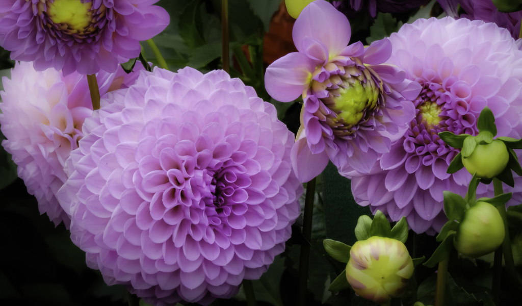 Красивые пышные сиреневые хризантемы 