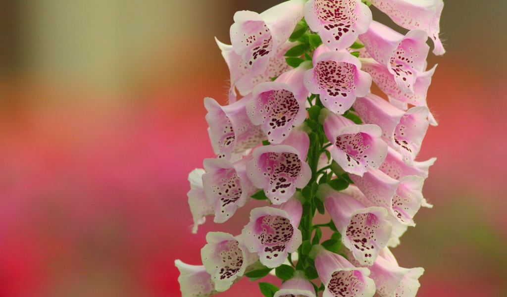 Красивые нежные розовые цветы наперстянка