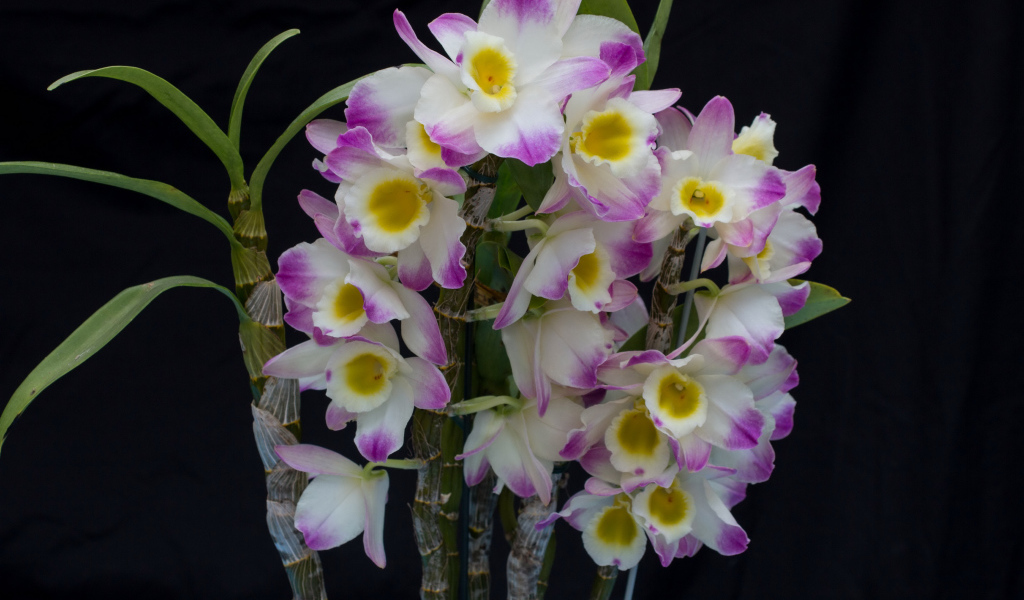 Красивые нежные бело - сиреневые орхидеи крупным планом