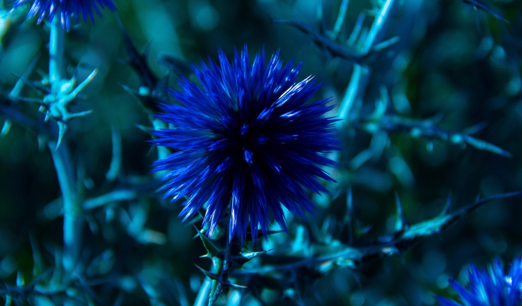 Красивые полевые синие цветы Мордовник шароголовый