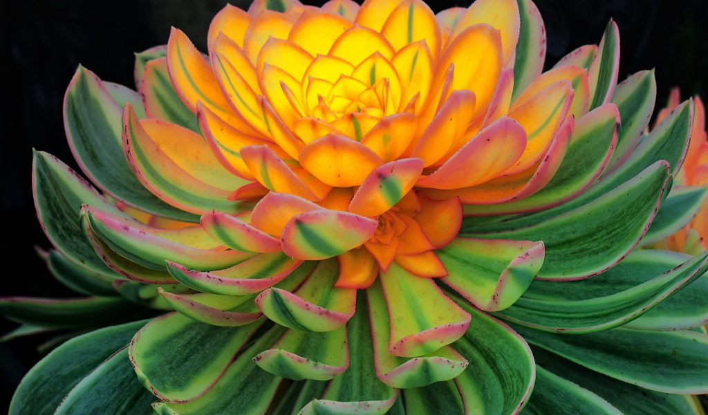 Красивый цветок каменная роза, молодило 