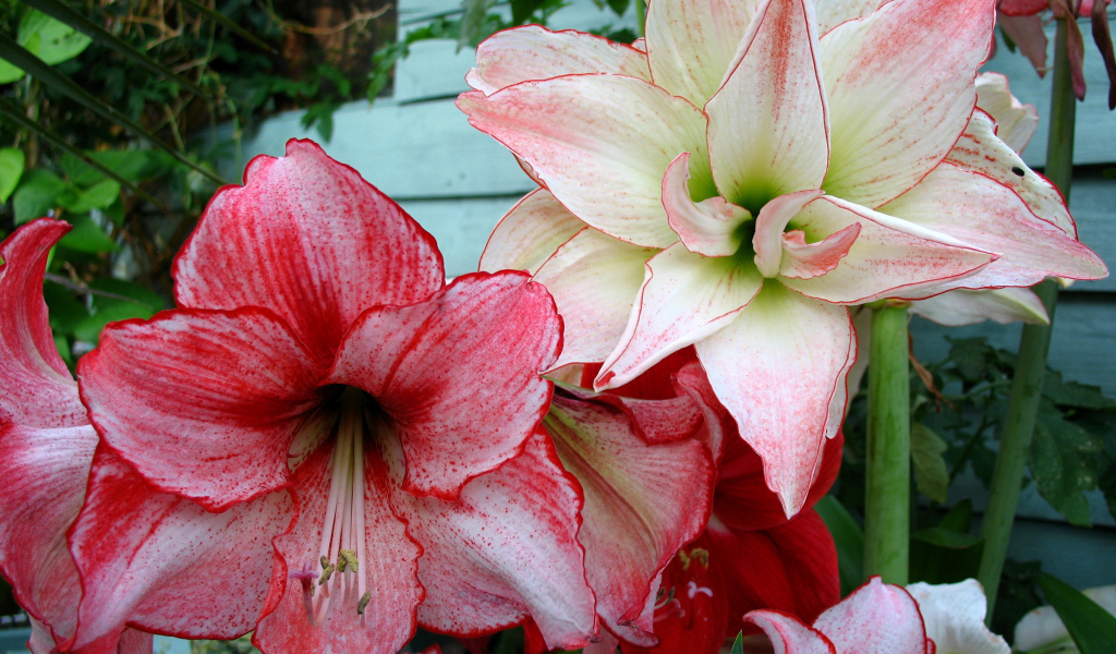 Красивые нежные цветы Амариллис крупным планом 