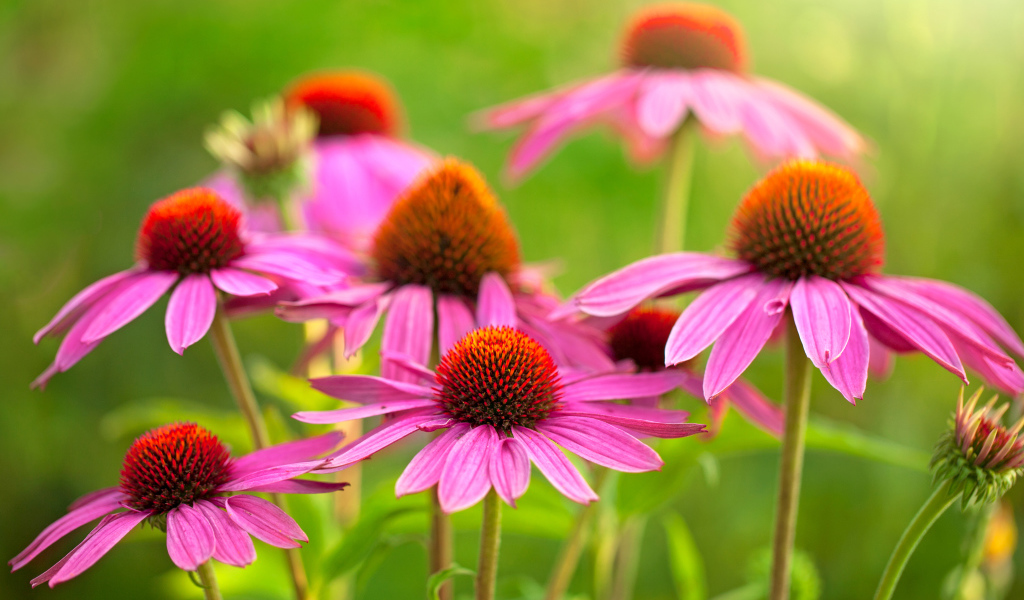 Красивые цветы эхинацеи крупным планом