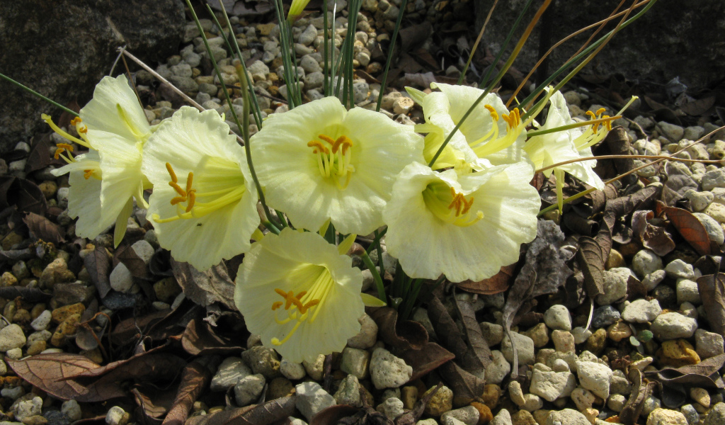 Красивые цветы нарциссы на камнях  