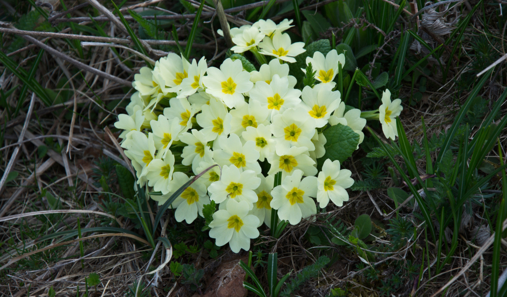 Красивые цветы примула на клумбе крупным планом