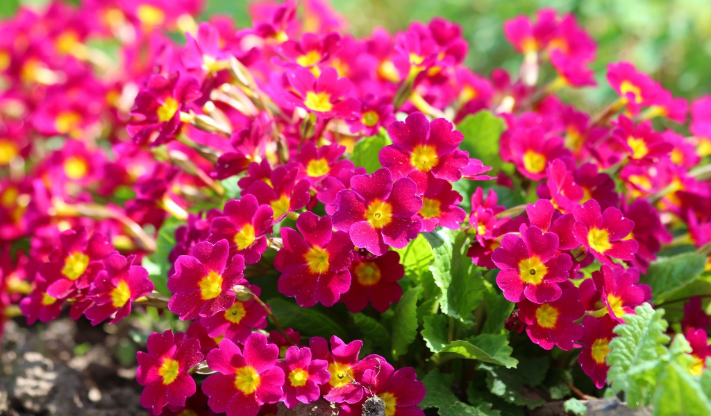 Красивые цветы примула на клумбе