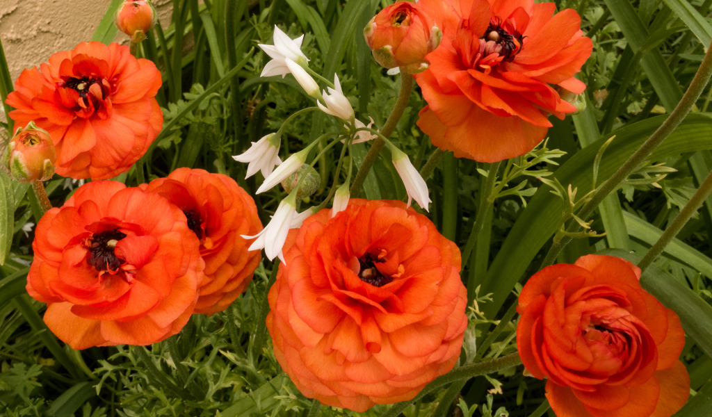 Красивые полные садовые оранжевые цветы лютики