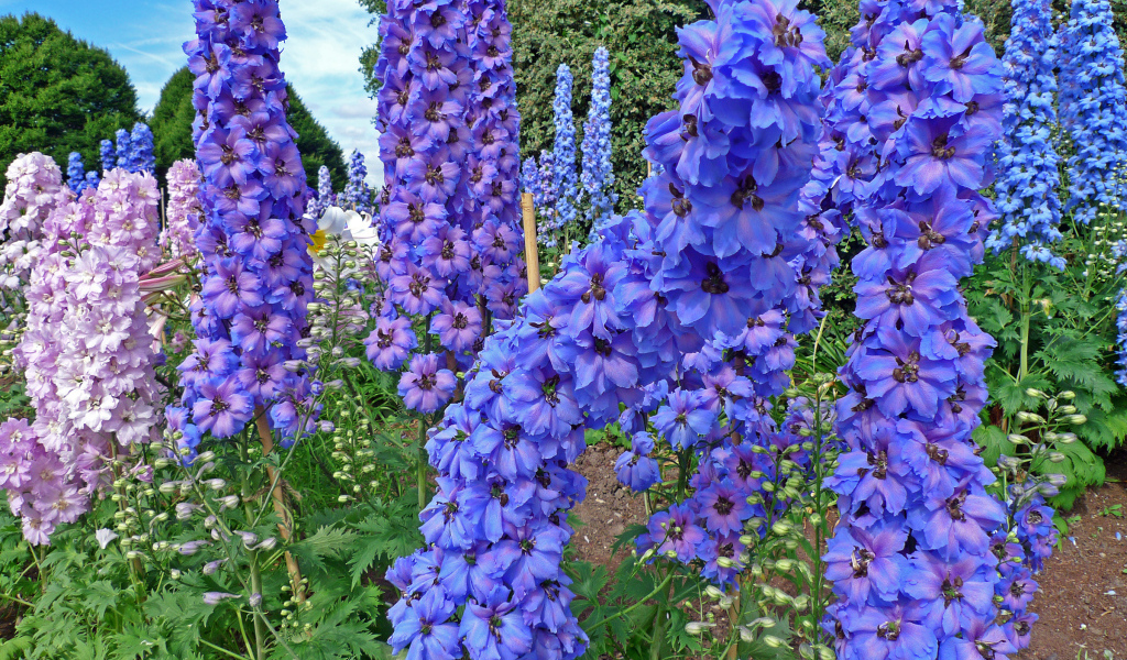Красивые садовые цветы дельфиниум  