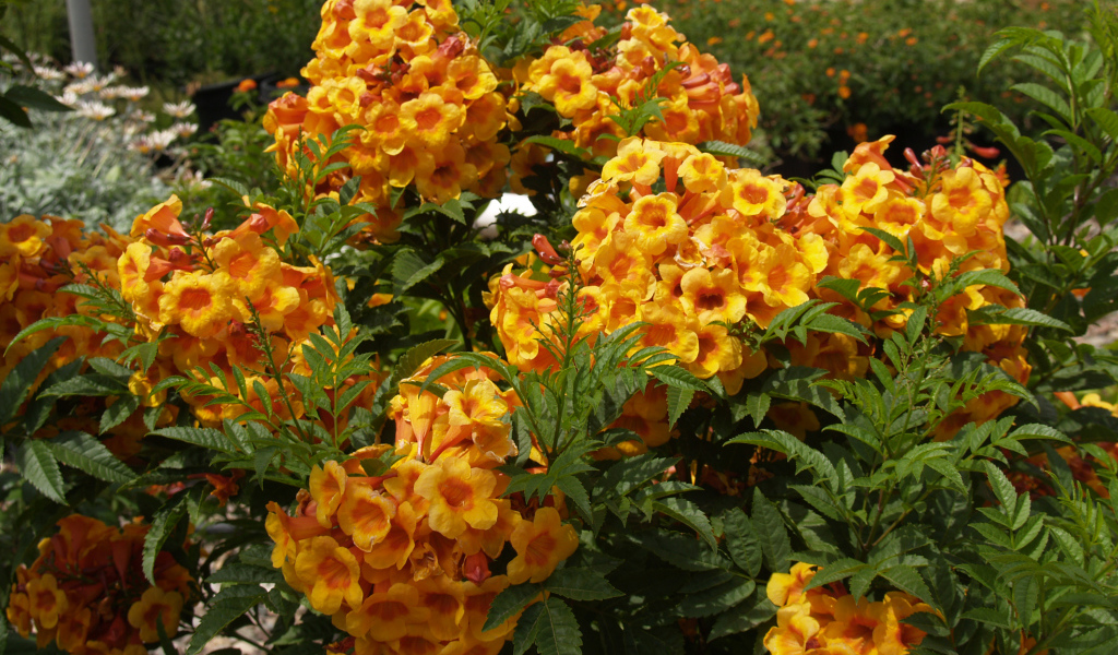 Красивые садовые цветы кампсис оранжевого цвета