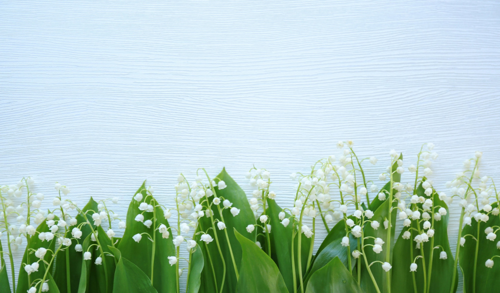 Красивые нежные ландыши с зелеными листьями