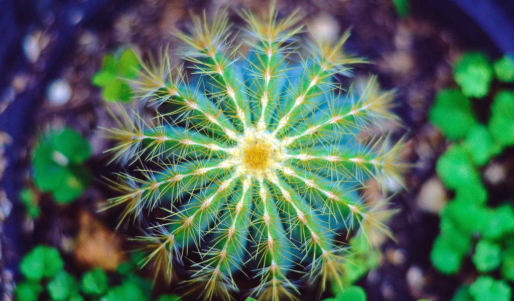 Красивый зеленый кактус крупным планом 