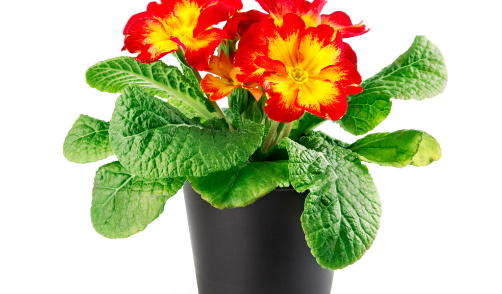 Красивый комнатный цветок примула на белом фоне